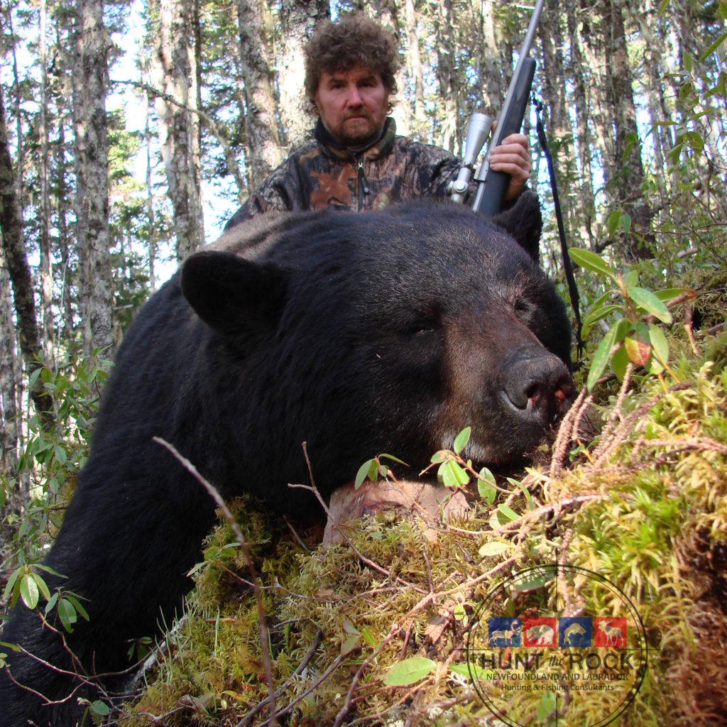 Trophy Black Bear Hunting Newfoundland