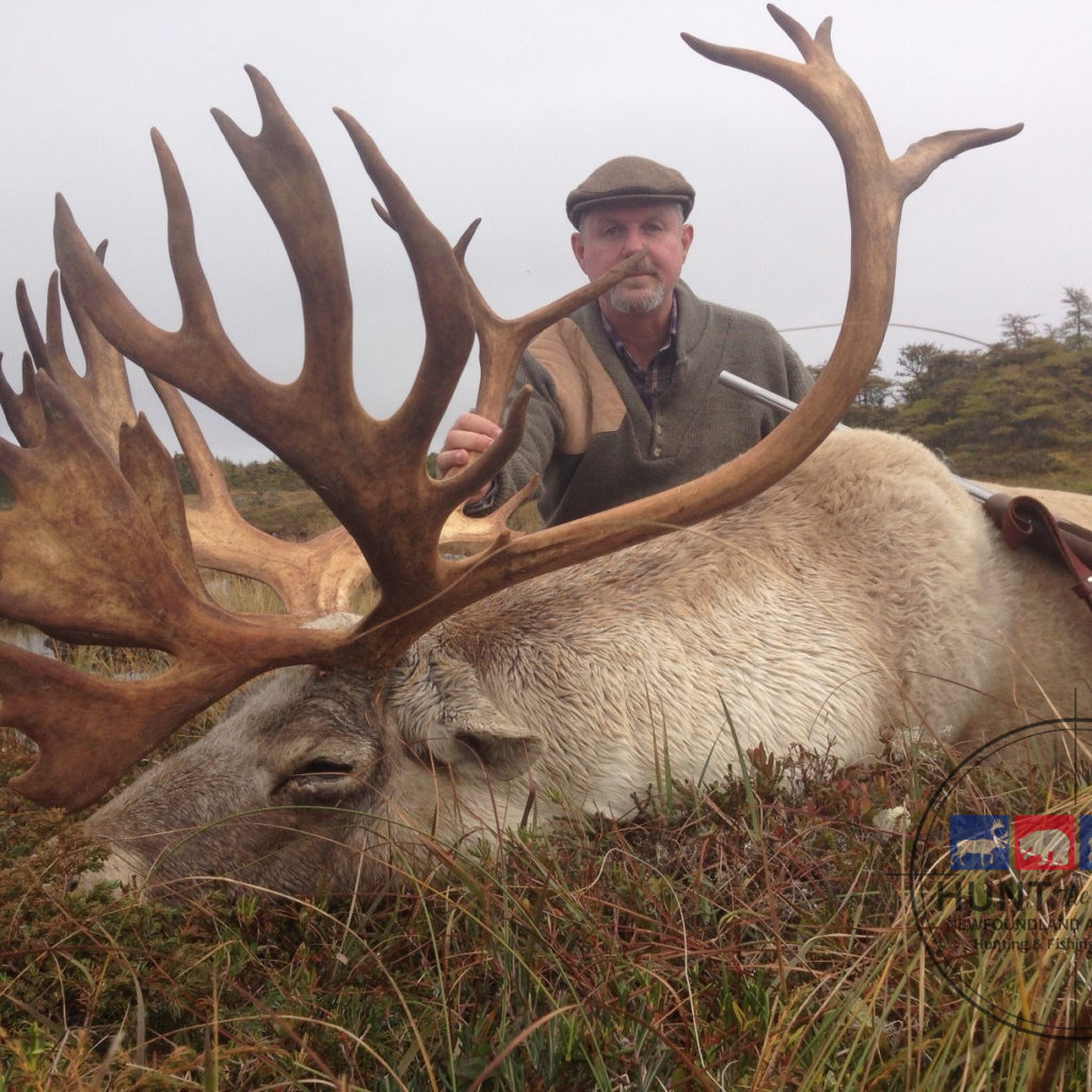 Newfoundland Caribou Hunting - Trophy Woodland Caribou