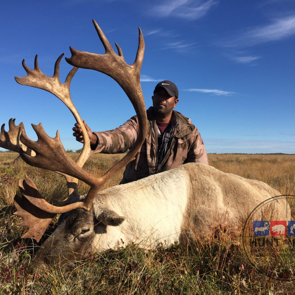 Newfoundland Caribou Hunting - Trophy Woodland Caribou