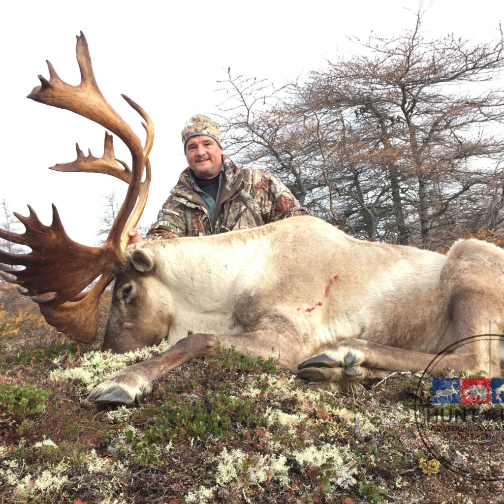 Newfoundland Caribou Hunting - Trophy Woodland Caribou