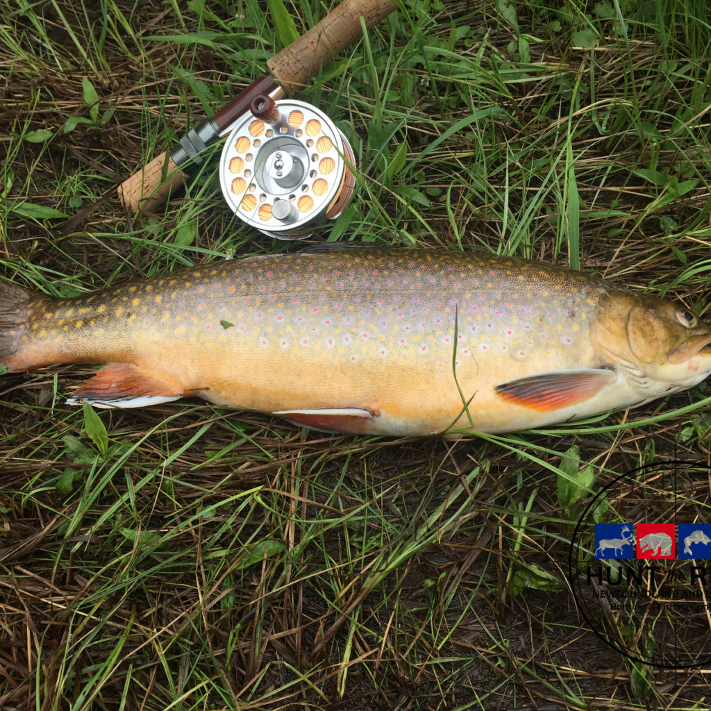 Eastern Brook Trout Fishing Newfoundland & Labrador