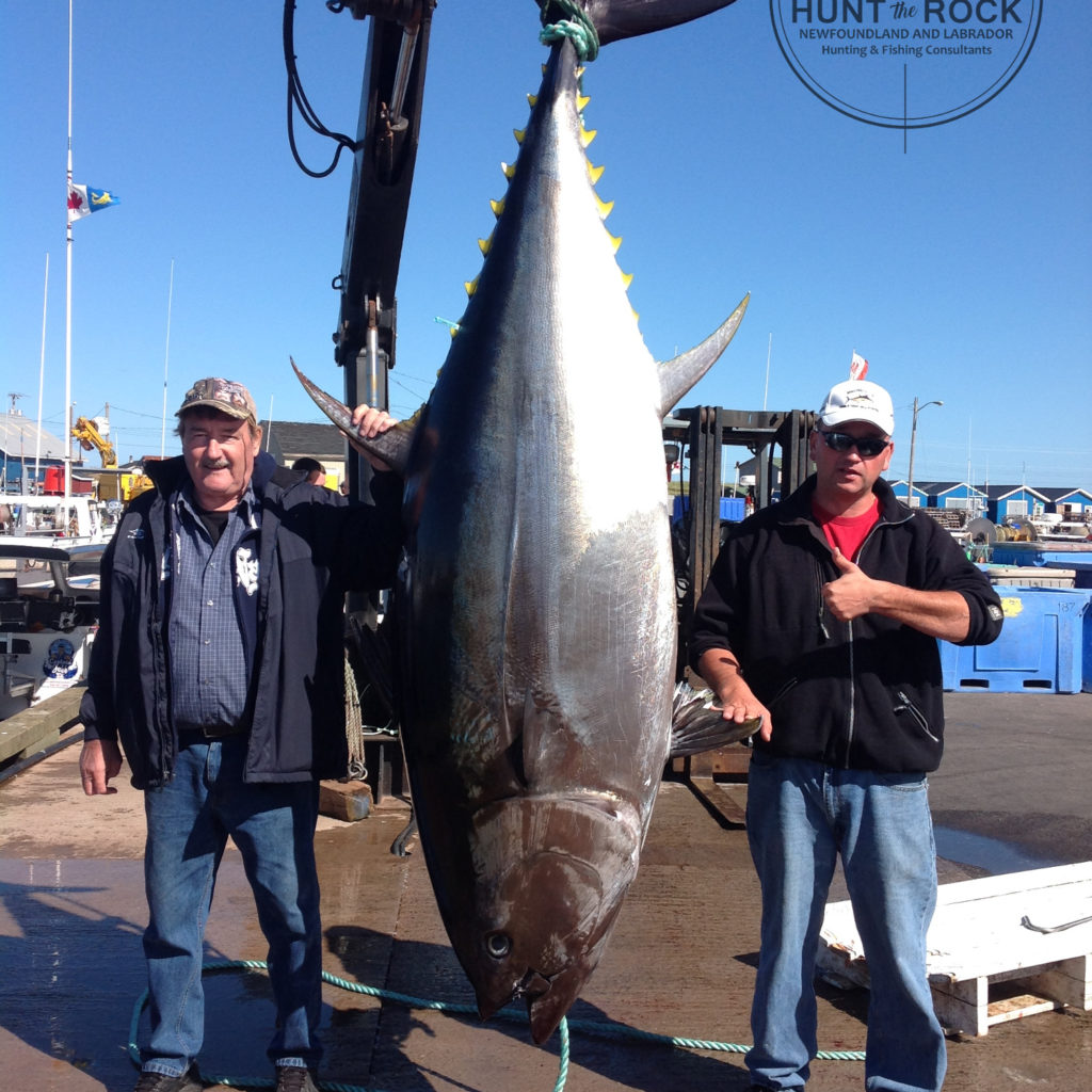 Trophy Tuna Fishing PEI