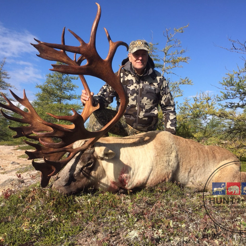 Newfoundland Caribou Hunting - Trophy Woodland Caribou