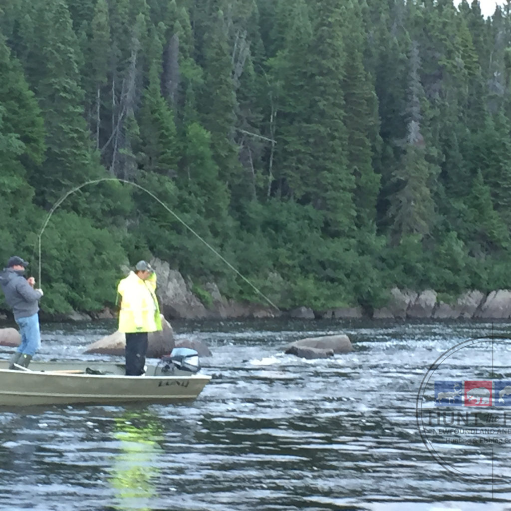 Atlantic Salmon Fishing Newfoundland & Labador