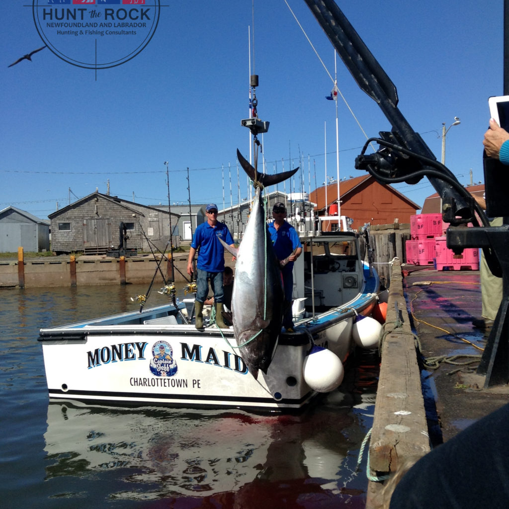 Trophy Tuna Fishing PEI