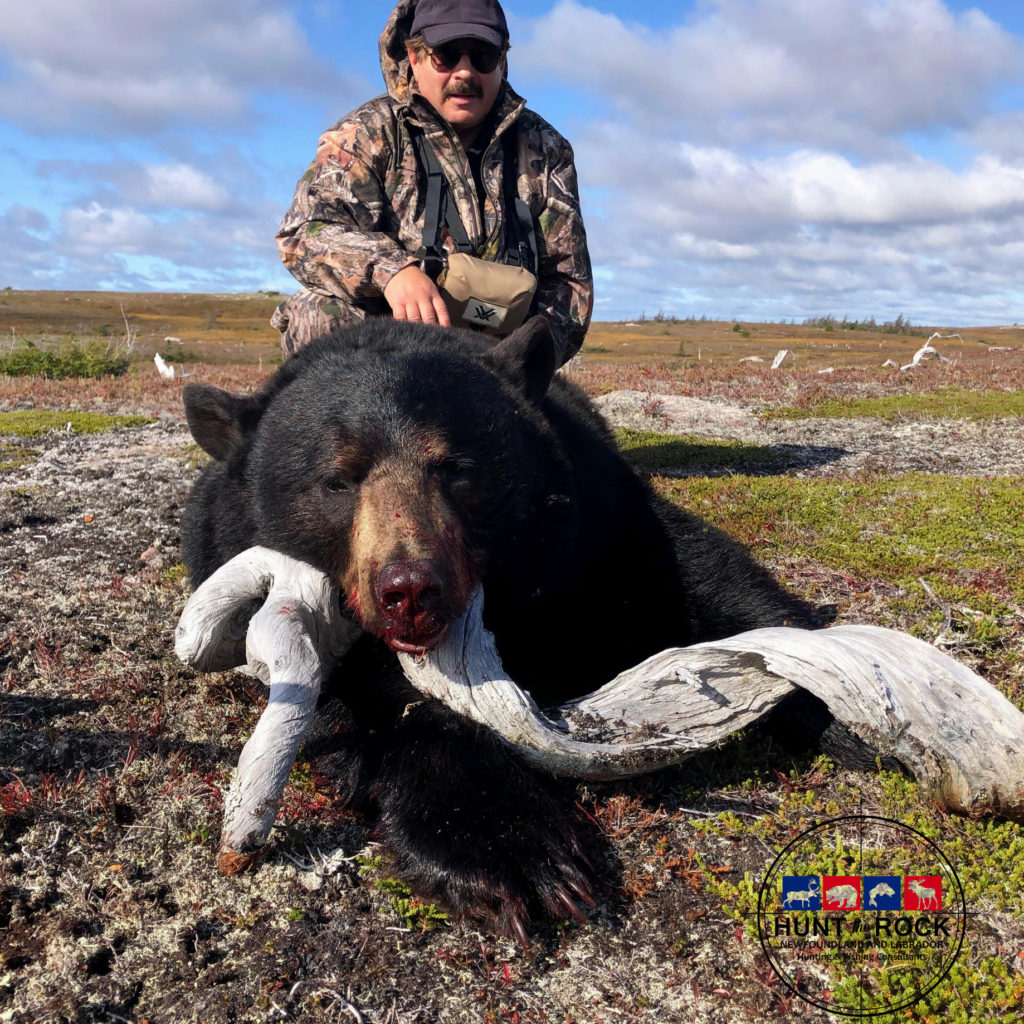 Trophy Black Bear Hunting Newfoundland