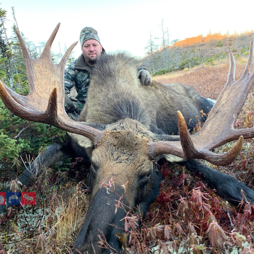 Newfoundland Moose Hunting Outfitter