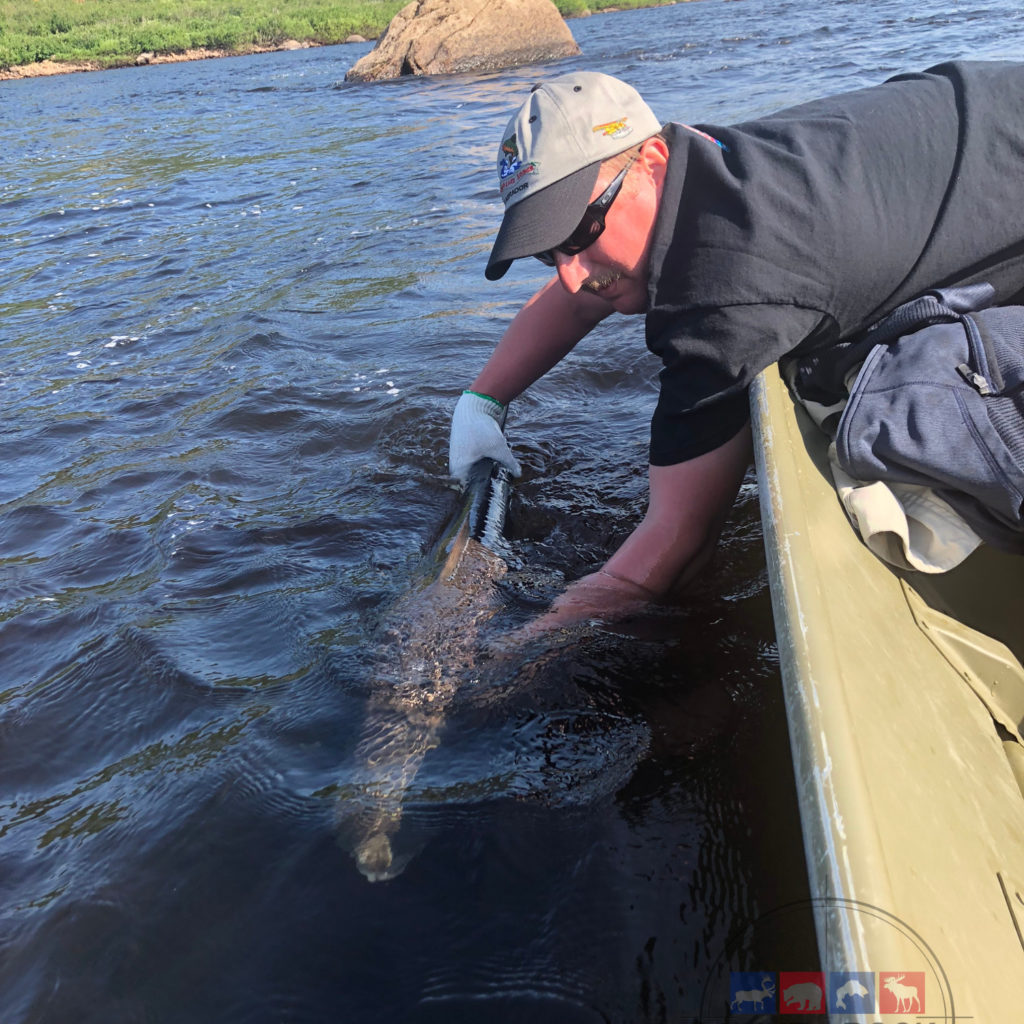 Atlantic Salmon Fishing Newfoundland & Labador