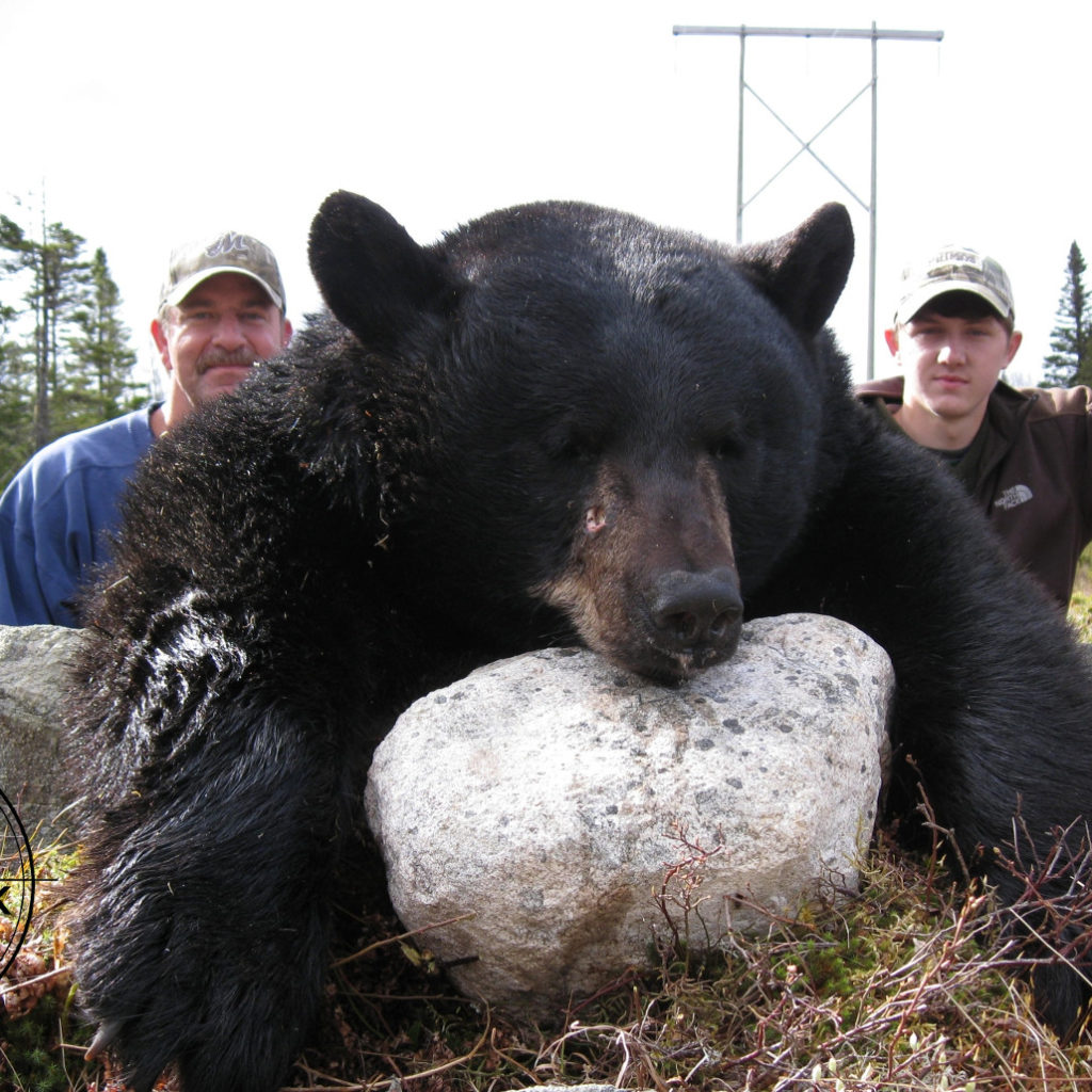 Trophy Black Bear Hunting Newfoundland