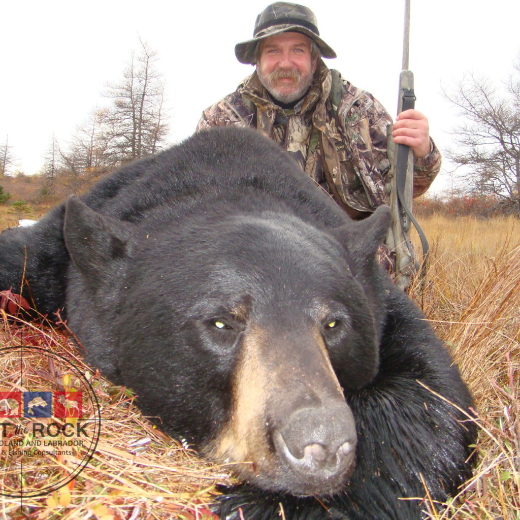 Trophy Black Bear Hunting Newfoundland