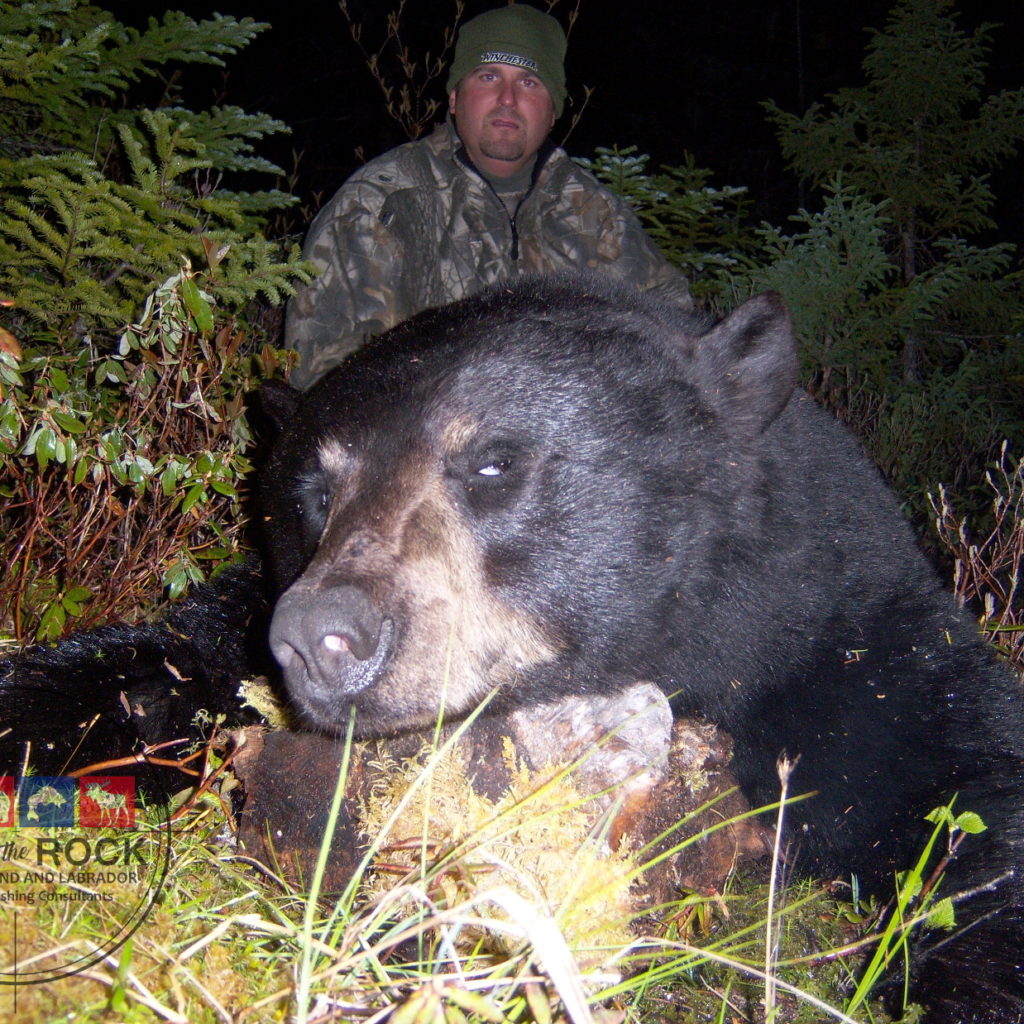 Trophy Black Bear Hunting Newfoundland